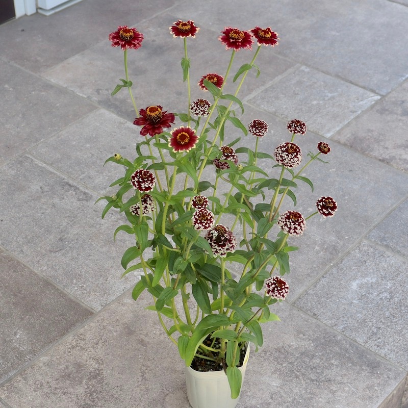 日の木 BIRTH TREES 6月 – SIENA ROSE