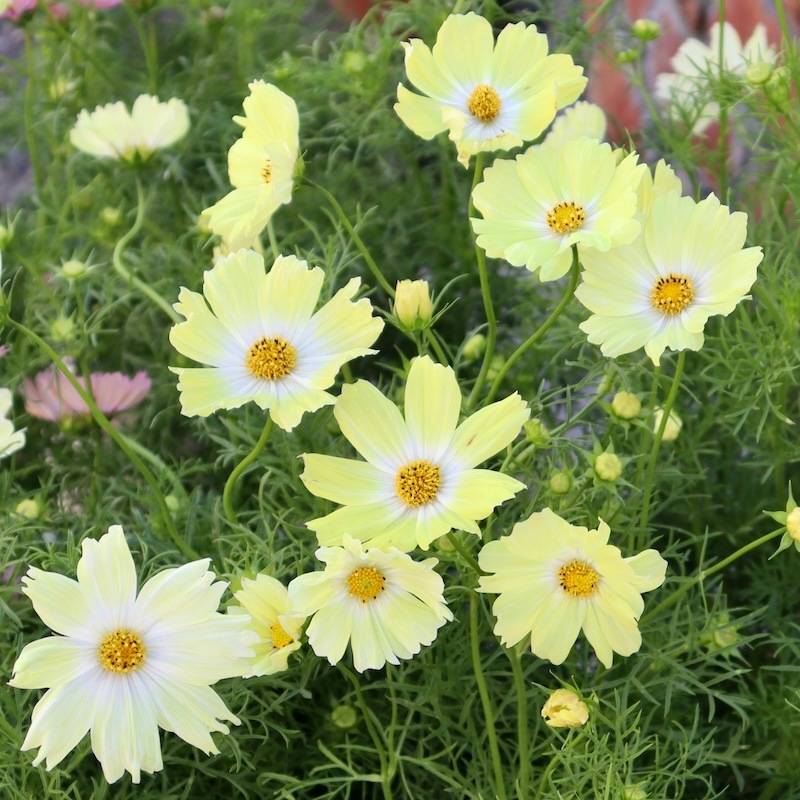 コスモス「キャンパスイエロー」【4号鉢物】