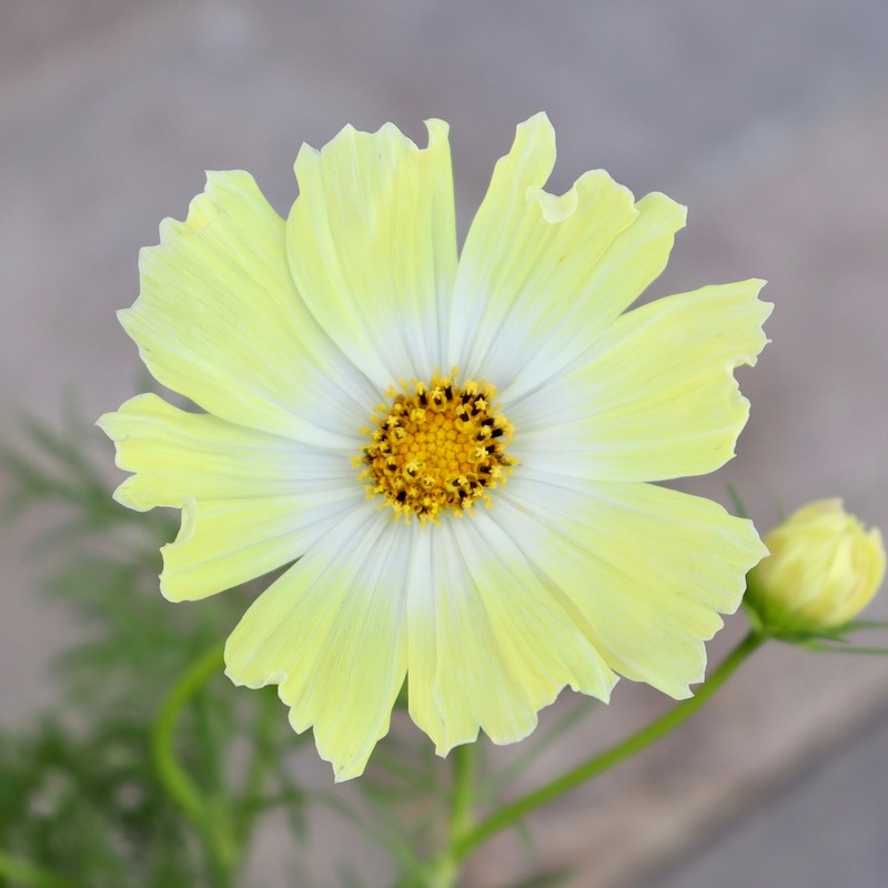 コスモス「キャンパスイエロー」【4号鉢物】