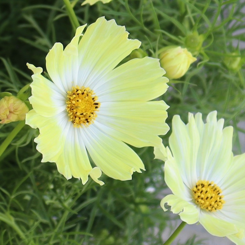 コスモス　ジャイロス ベーゴマ コスモス「キャンパスイエロー」【4号鉢物】