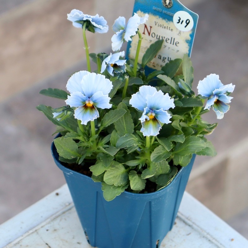 現品1点限り☆スペシャルなサトウ園芸さんのビオラ・ヌーヴェル
