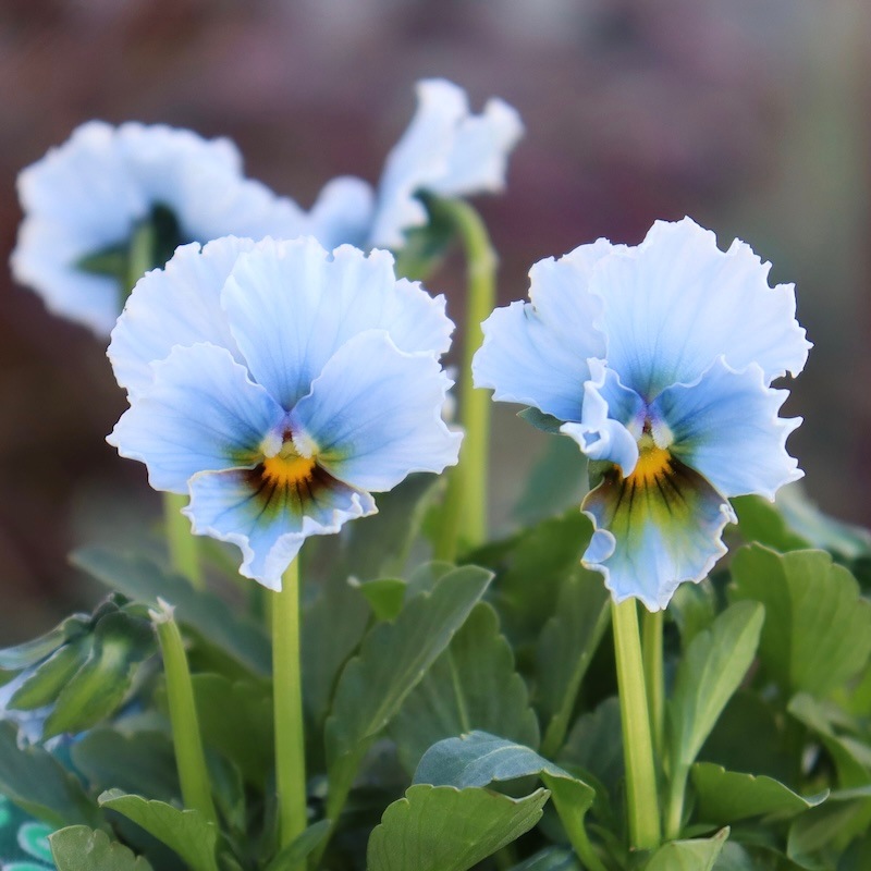現品1点限り☆スペシャルなサトウ園芸さんのビオラ・ヌーヴェル