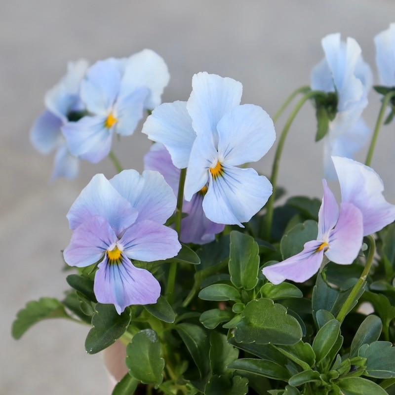 画像の現品1点限り!!花夢園芸さんのオリジナルビオラ＜59番＞