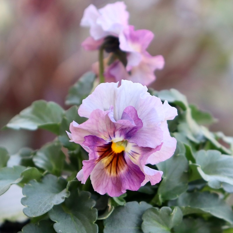 画像の現品1点限り!!桐生ふぁ~む×花日和さんのビオラ「アイクルール