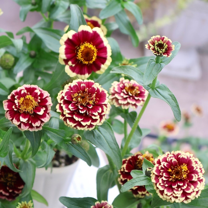 オススメ花☆小輪八重咲きジニア・アズテックバーガンディー(3号ロング