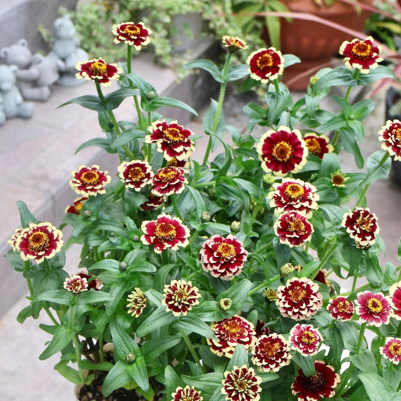 オススメ花☆小輪八重咲きジニア・アズテックバーガンディー(3号ロング