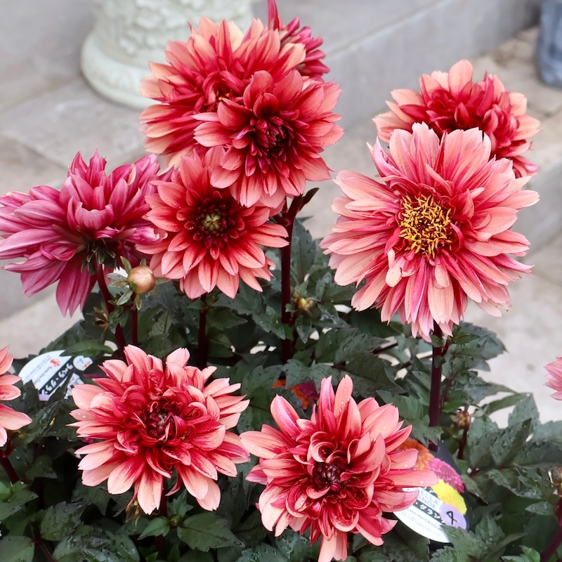 感動の美しさ♪特大株のダリア・ラベラグランデ「チョコレート