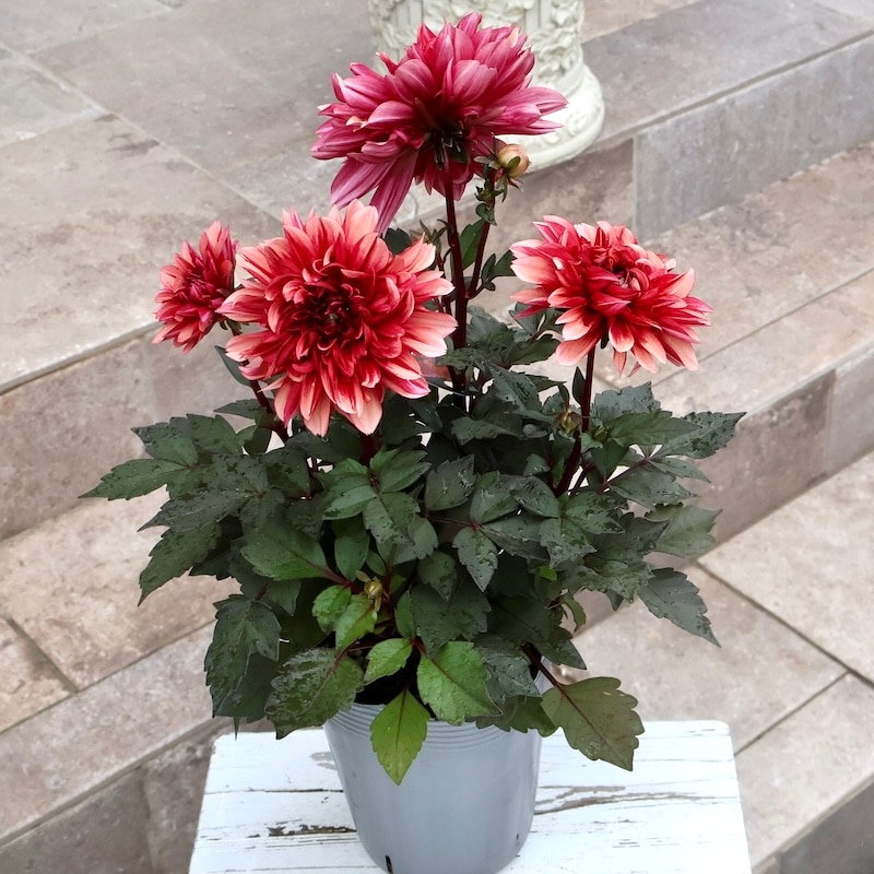 感動の美しさ♪特大株のダリア・ラベラグランデ「チョコレート