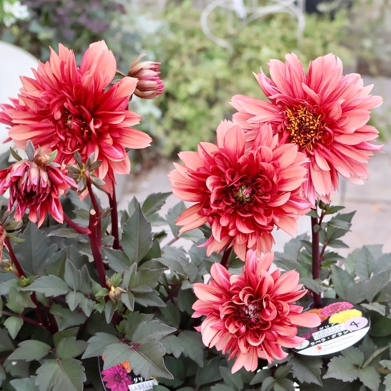 感動の美しさ♪特大株のダリア・ラベラグランデ「チョコレート