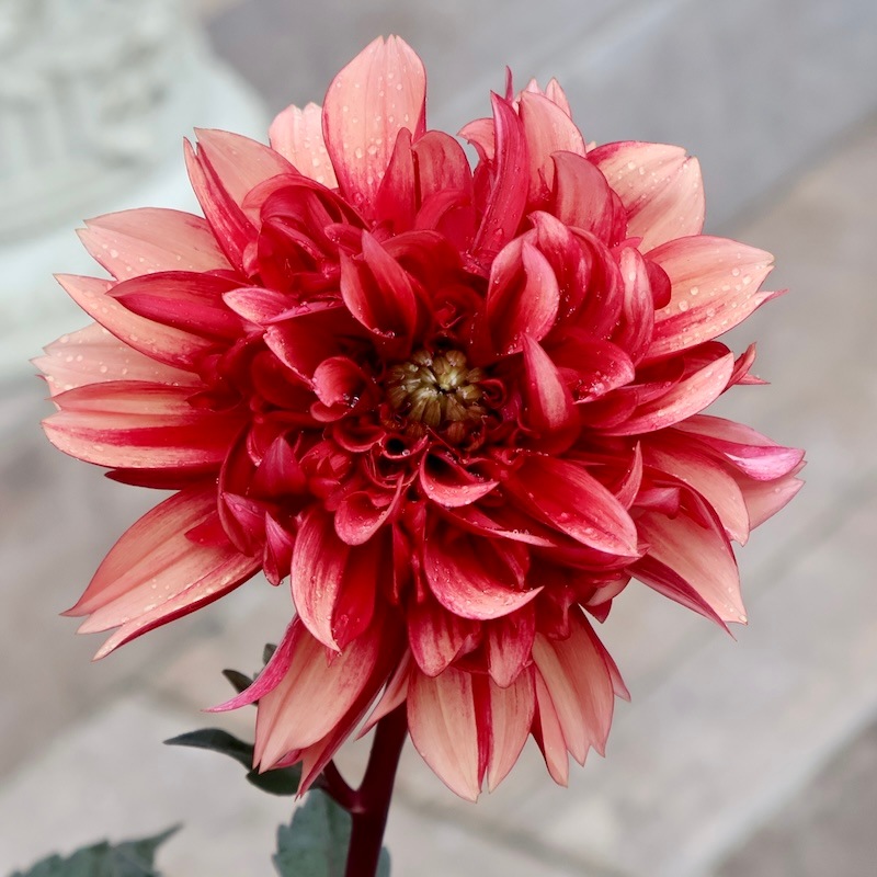 感動の美しさ♪特大株のダリア・ラベラグランデ「チョコレート