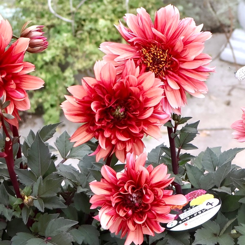 ダリア　ラベラグランデ　チョコレートアプリコット　ポット苗 7_000000009556.jpg?1760278042