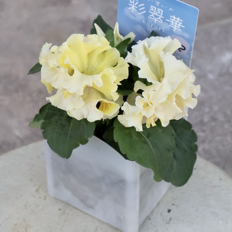 現品1点限り☆2025年NEWの希少品種☆フリルパンジー「彩翠華(さい
