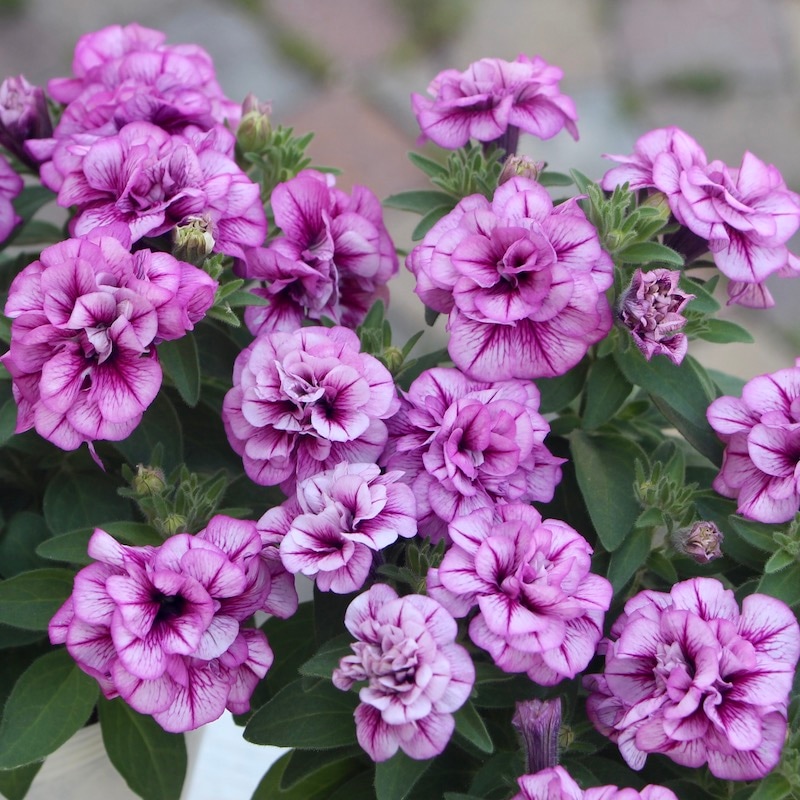 【癒し特化】極上アメジスト×蓮花天珠×ギベオン 大特価京念珠◇女性用数珠 石英 アメジスト 切子カット【数珠袋付き