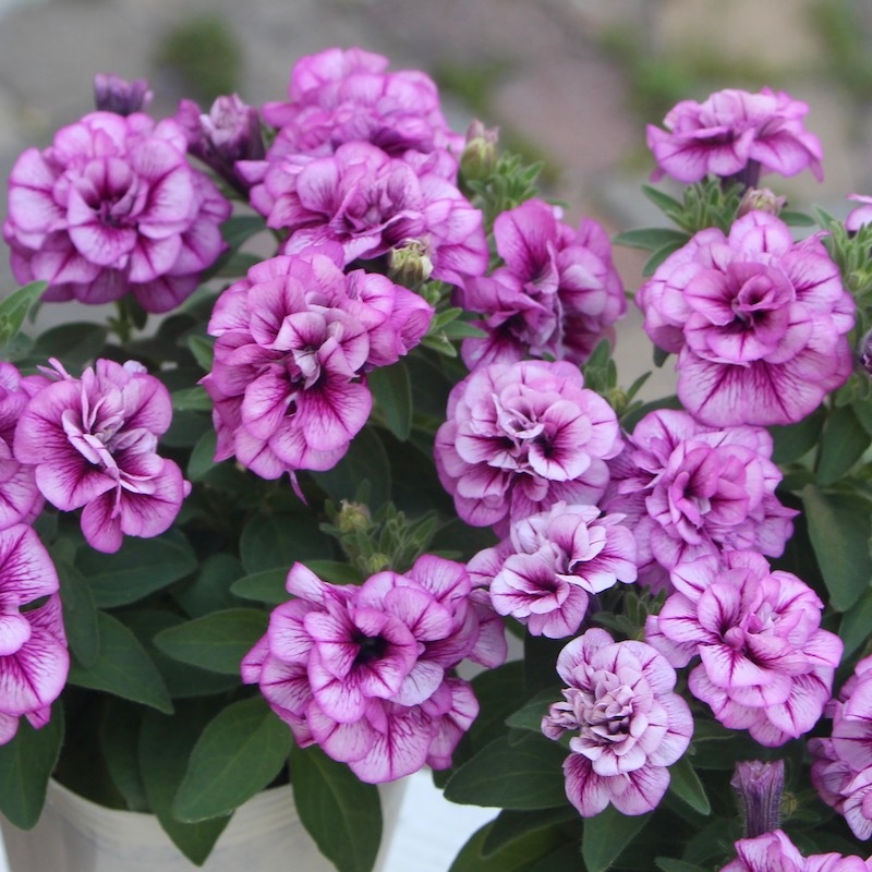 小輪八重咲きペチュニア「アメジストベイン」(3号ロングポット)