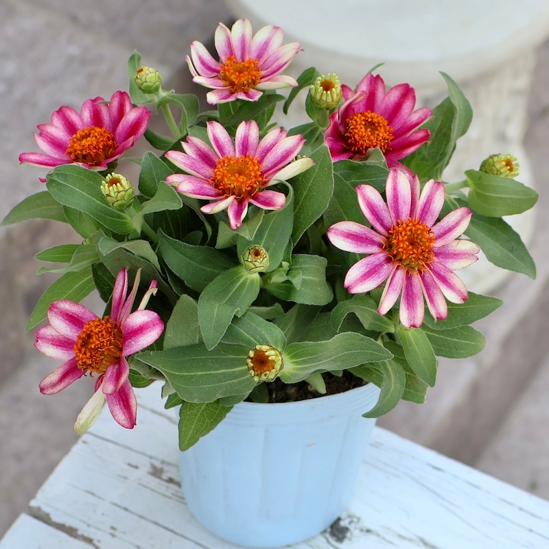 ボリューム満点 ジニア プロフュージョン チェリーバイカラー 3 5号ポット