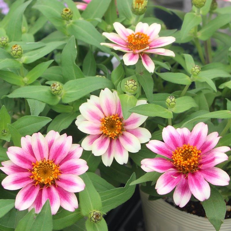 ボリューム満点の超良株!! ジニア・プロフュージョン「チェリー