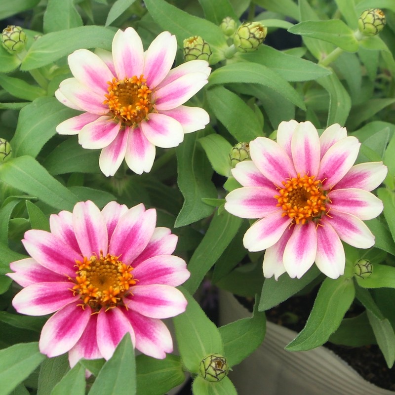 ボリューム満点の超良株!! ジニア・プロフュージョン「チェリーバイ