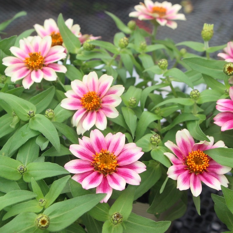 ボリューム満点 ジニア プロフュージョン チェリーバイカラー 3 5号ポット