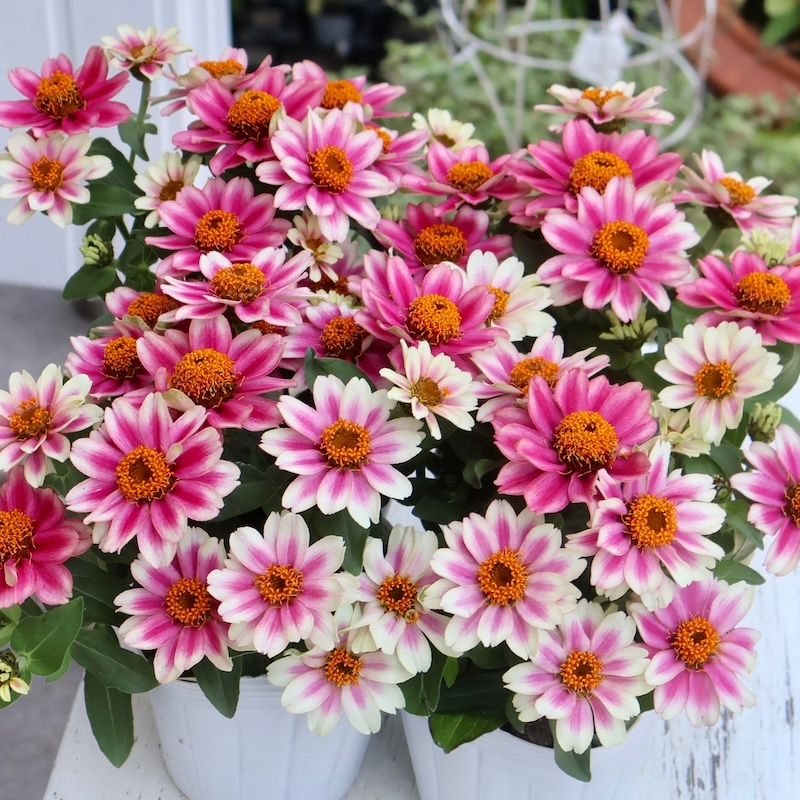 1_000000004957.jpg?1756201566