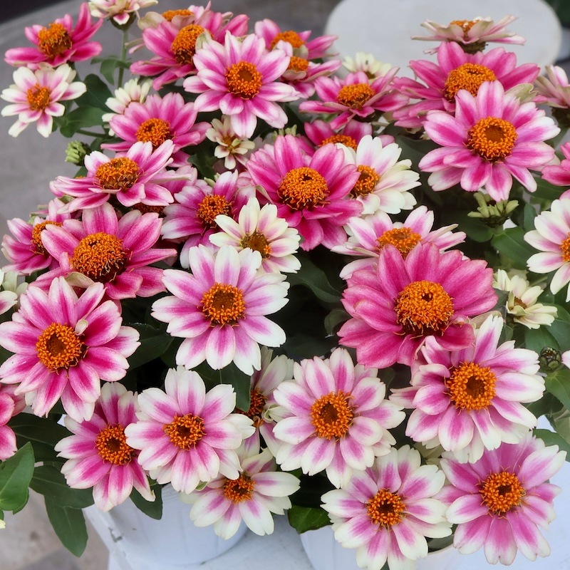 ジニア バイカラー ピンク×ホワイト 【抜き苗】いちごミルクみたいに可愛いお花 ジニア バイカラー ピンク×ホワイト 【抜き苗】いちごミルクみたいに