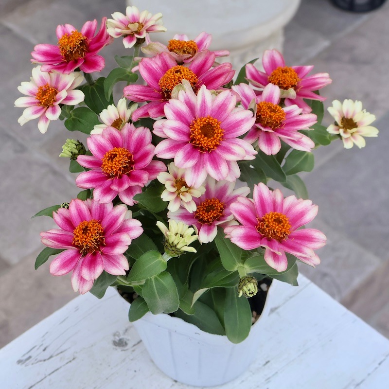 ボリューム満点 ジニア プロフュージョン チェリーバイカラー 3 5号ポット