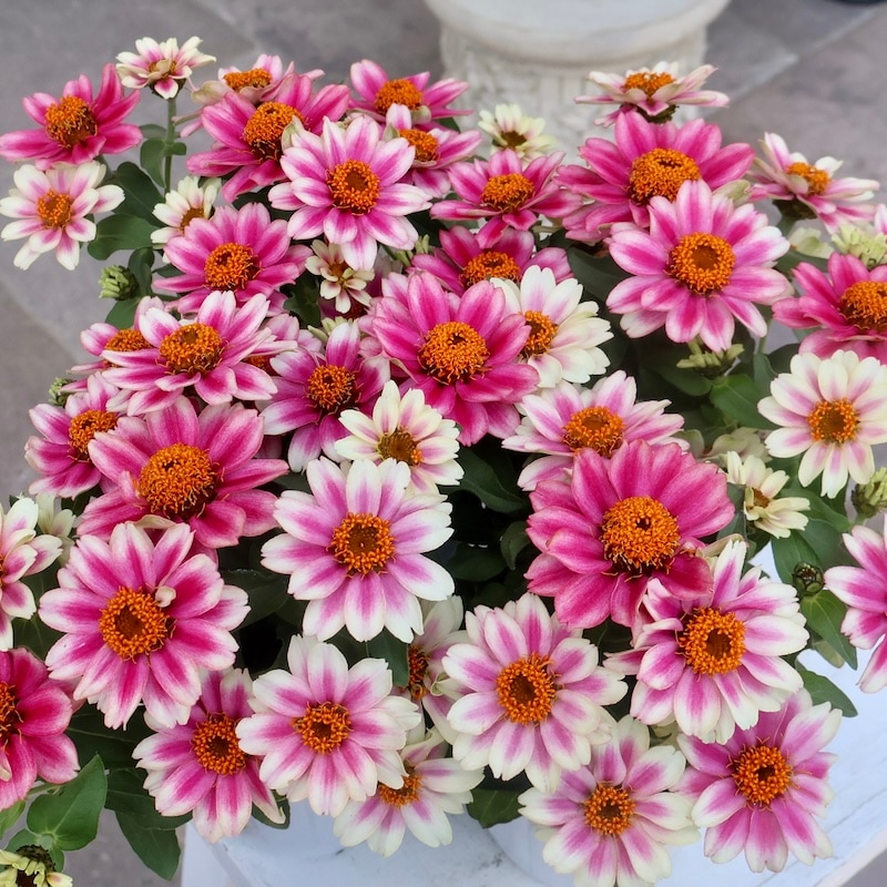 ジニア バイカラー ピンク×ホワイト 【抜き苗】いちごミルクみたいに可愛いお花 ジニア バイカラー ピンク×ホワイト 【抜き苗】いちごミルクみたいに