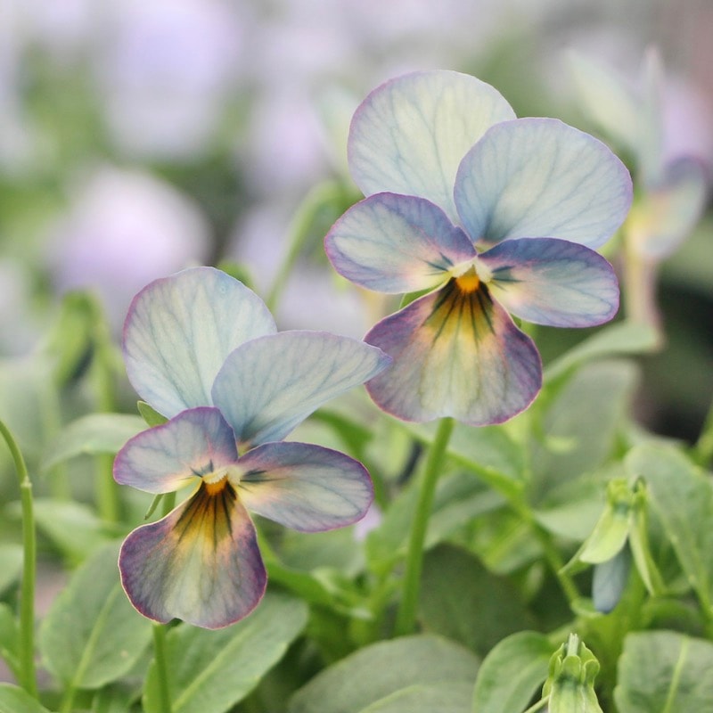 ビオラ「ピンクアンティーク」お任せ2株セット(3.5号ポット)