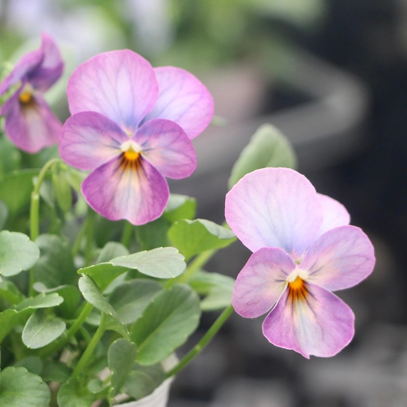 ビオラ「ピンクアンティーク」お任せ2株セット(3.5号ポット)