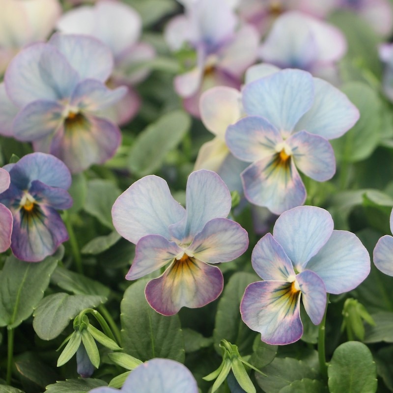 ビオラ「ピンクアンティーク」お任せ2株セット(3.5号ポット)