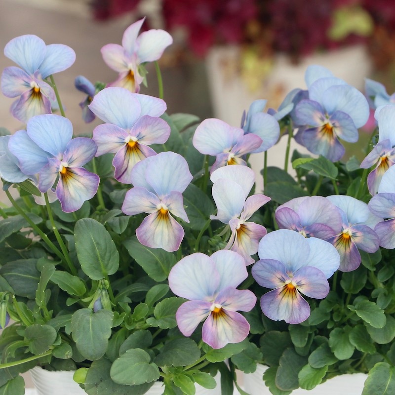 35_000000005157.jpg?1678209904