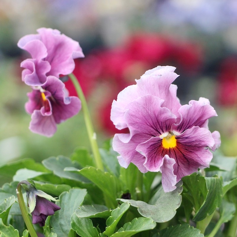 うえたパンジー「マシェリマダム」＜23番＞(3.5号ポット)