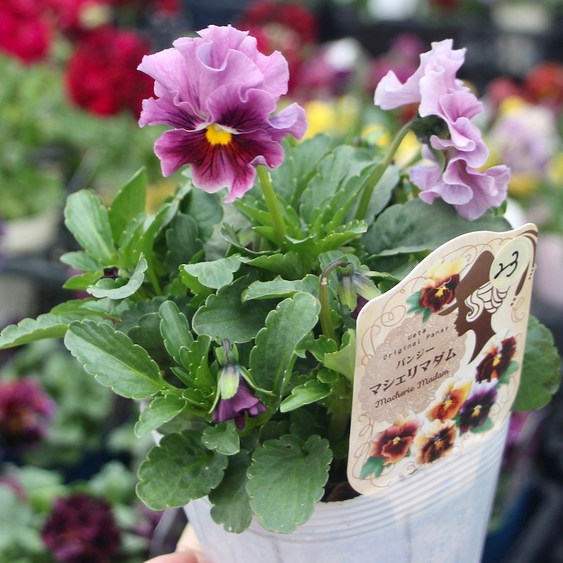 うえたパンジー「マシェリマダム」＜23番＞(3.5号ポット)