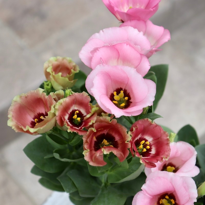 1株で2色楽しめるスペシャル☆トルコキキョウ・プッチーノ「チョコ