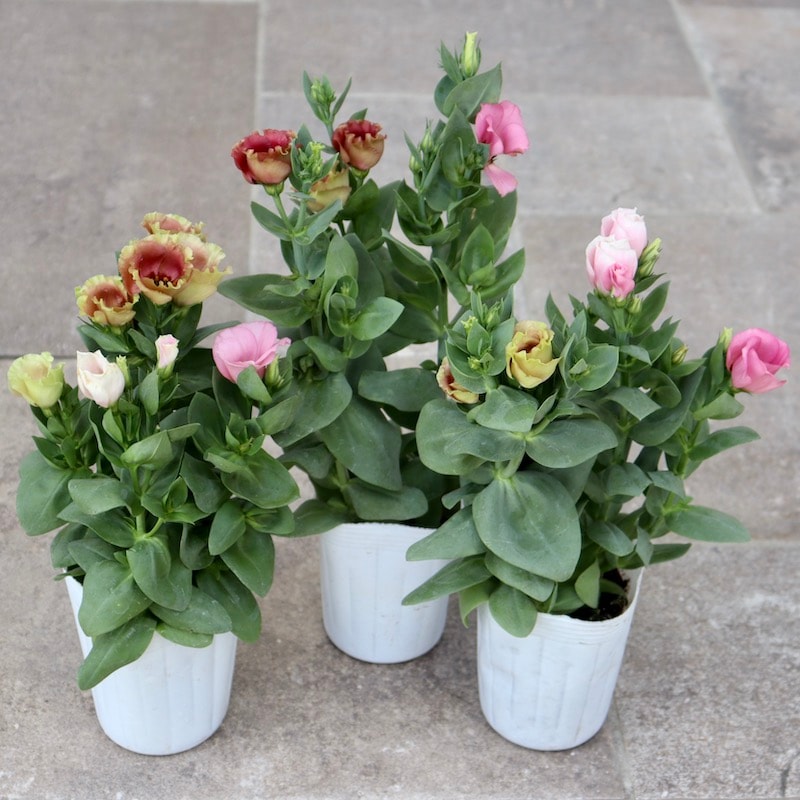 1株で2色楽しめるスペシャル☆トルコキキョウ・プッチーノ「チョコ