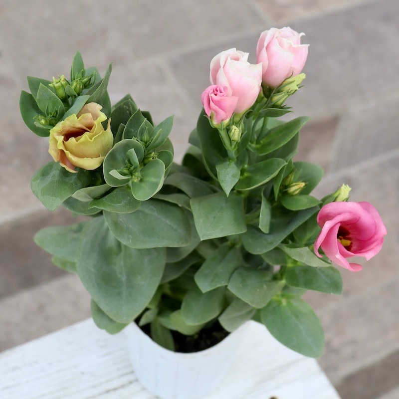 1株で2色楽しめるスペシャル☆トルコキキョウ・プッチーノ「チョコ