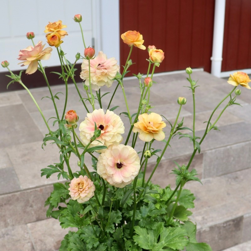 ラナンキュラスラックス　球根　正規品ラベル付き　ベスタリスのみラベル紛失 ラナンキュラスラックス 球根 正規品ラベル付き ベスタリスのみラベル