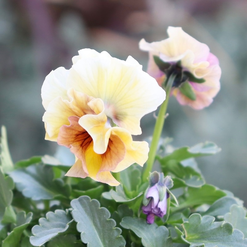 画像の現品1点限り!!桐生ふぁ~む×花日和さんのビオラ「アイクルール