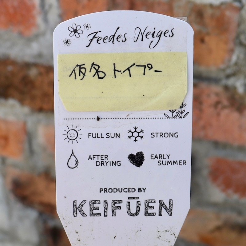 ふわふわで優しいトイプードル　御園　苺華　直筆　サイン　SP SSP Yahoo!オークション -「御園苺華」の落札相場・落札価格