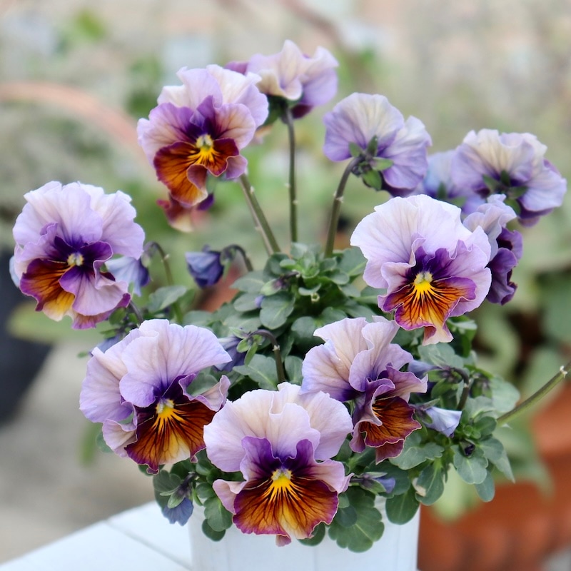 来シーズン発売予定の新品種 】現品1点限り☆桂楓園さんのパンジー