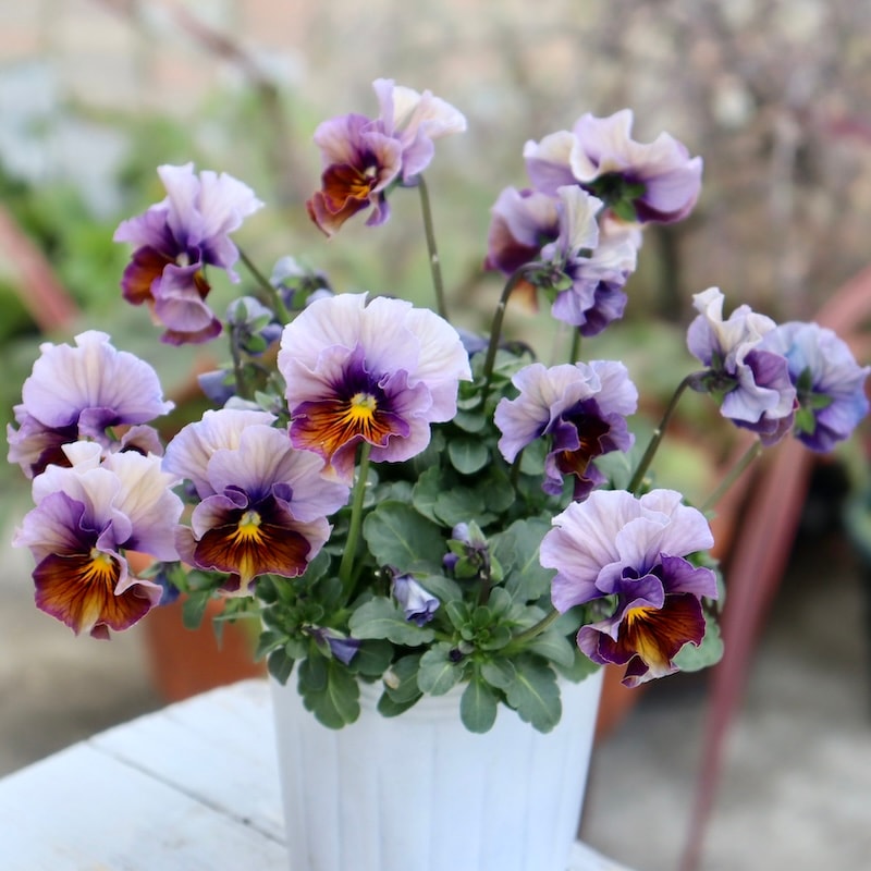 来シーズン発売予定の新品種 】現品1点限り☆桂楓園さんのパンジー