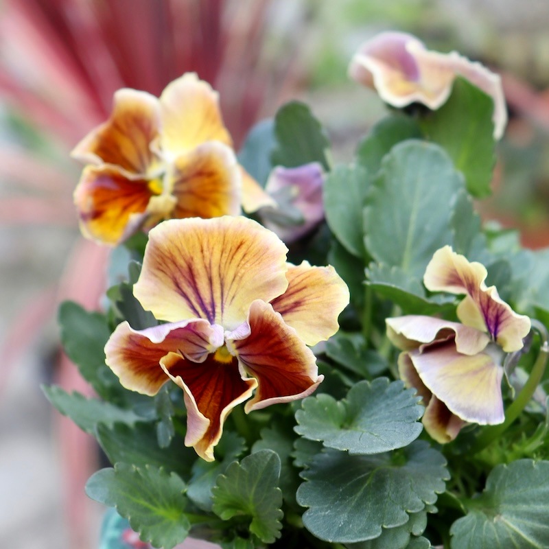 パンジーさま　２枚お纏めページ(a,d) パンジー マジックアワー 顔が蝶結「ビオラ&パンジー」の