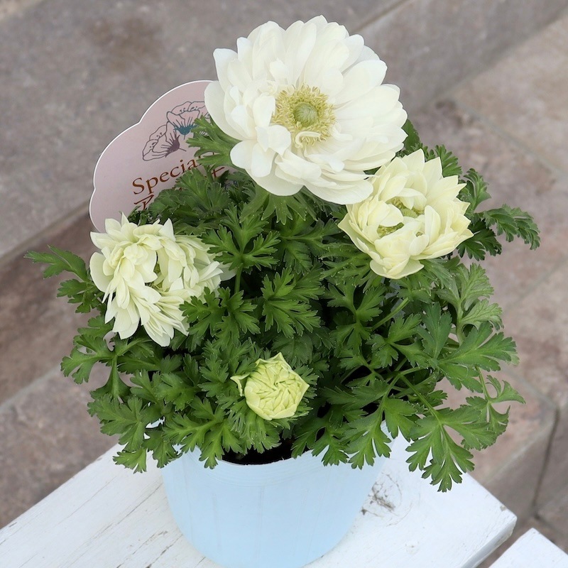 新品　カナダ産　アネモネ イチリンソウ　5株位　秋まで次々咲きます 新品 カナダ産 アネモネ イチリンソウ 5株位 秋まで次々咲きます