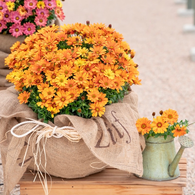 1_000000009157.jpg?1744473180