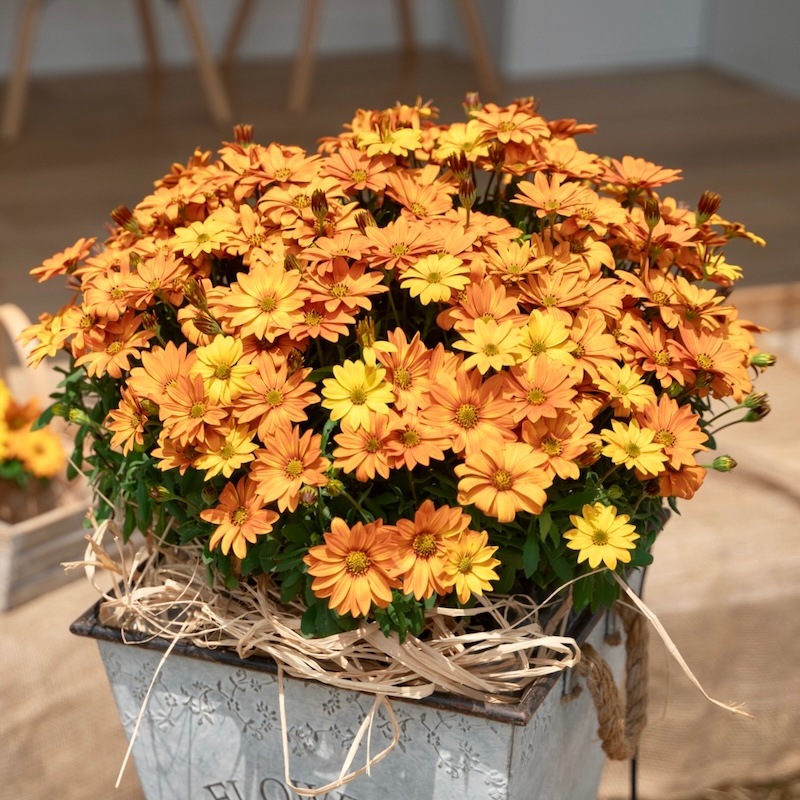 ソウラボ牛乳植物アガベシェード　オレンジ ソウラボ牛乳植物アガベシェード オレンジ ソウラボ牛乳植物アガベ