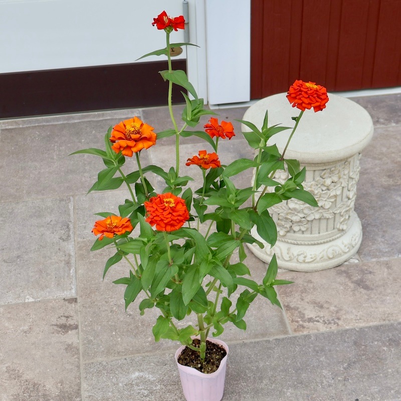 現品1点限り♪八重咲きジニア・クイーン「オレンジ?」(色グループ1-8)