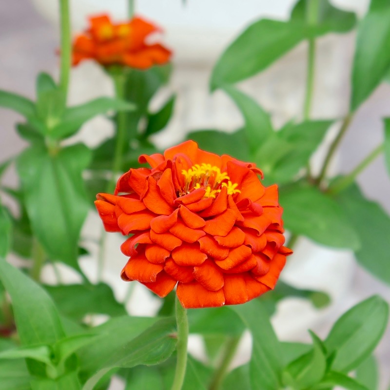 現品1点限り♪八重咲きジニア・クイーン「オレンジ?」(色グループ1-8)