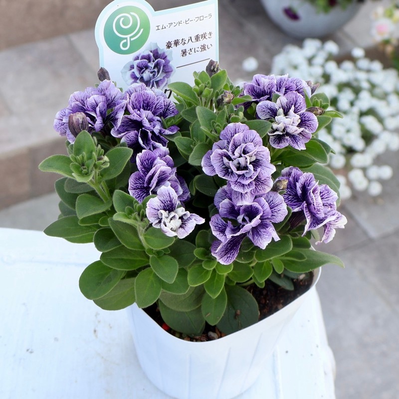 ペチュニアバーニーズ ブルー植物 紫色 花　1ケース24入り 園芸ネット本店｜ペチュニア：ブルームーン3号ポット 12株セット の