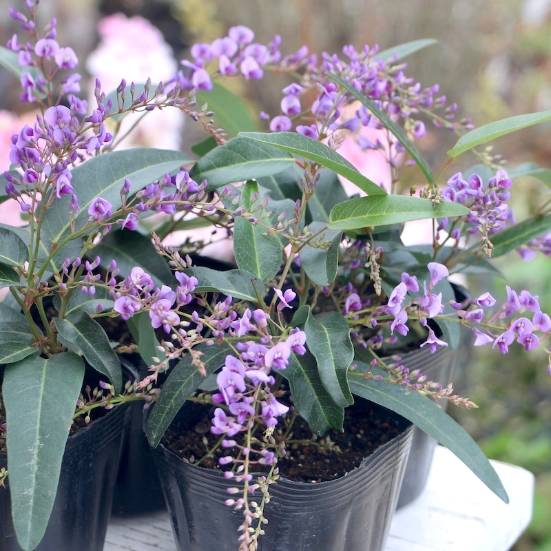 ハーデンベルギア・ピンクパープル(3.5号ポット)