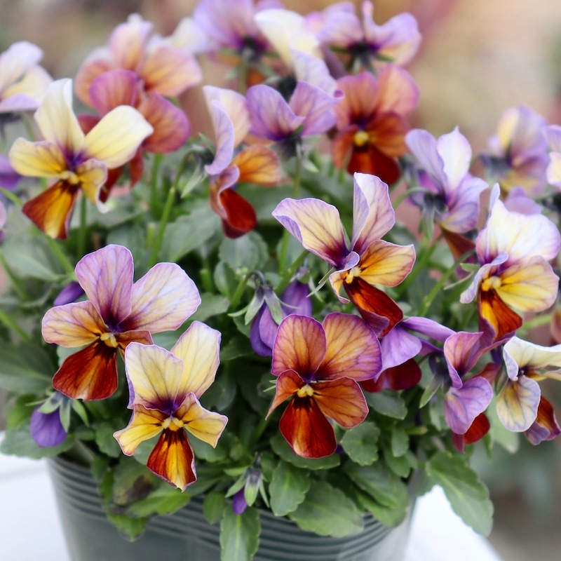 画像の現品!!1点限り☆ゲブラさん育種ビオラの新品種「アマゾネス」27番