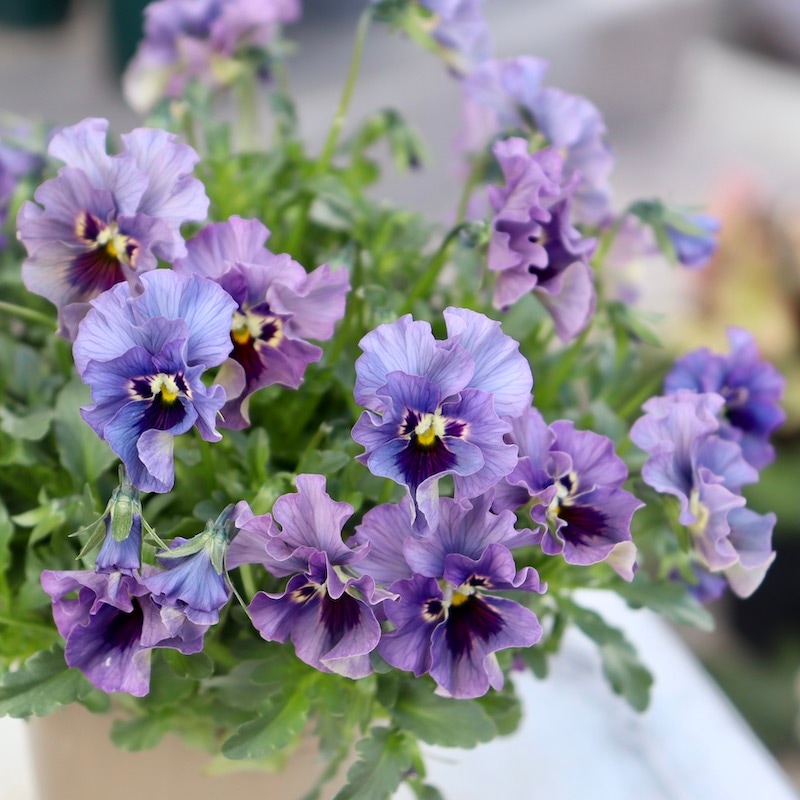 ビオラレディ　ご確認用 画像の現品!! 石川園芸さんのビオラ「レディ」＜23-23＞